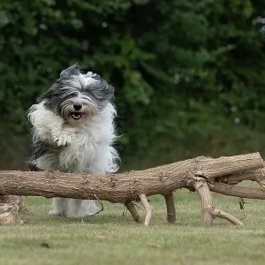DOG. Polish Lowland Sheepdog, running in a garden DOG. Polish Lowland Sheepdog, running in a garden