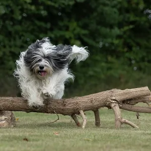 DOG. Polish Lowland Sheepdog, running in a garden DOG. Polish Lowland Sheepdog, running in a garden