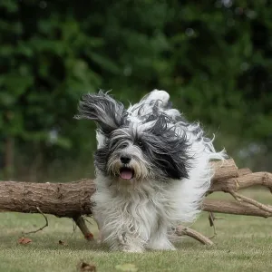 DOG. Polish Lowland Sheepdog, running in a garden DOG. Polish Lowland Sheepdog, running in a garden