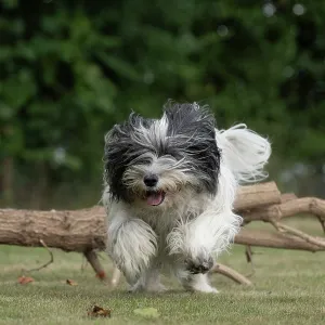 DOG. Polish Lowland Sheepdog, running in a garden DOG. Polish Lowland Sheepdog, running in a garden