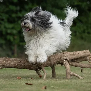 DOG. Polish Lowland Sheepdog, running in a garden DOG. Polish Lowland Sheepdog, running in a garden