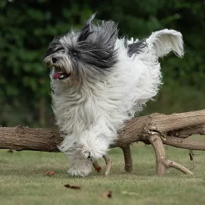 DOG. Polish Lowland Sheepdog, running in a garden DOG. Polish Lowland Sheepdog, running in a garden