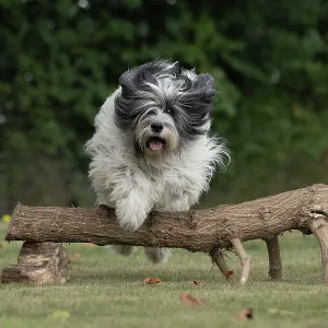 DOG. Polish Lowland Sheepdog, running in a garden DOG. Polish Lowland Sheepdog, running in a garden