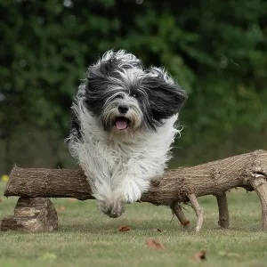 DOG. Polish Lowland Sheepdog, running in a garden DOG. Polish Lowland Sheepdog, running in a garden