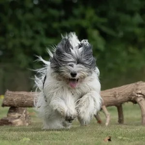 DOG. Polish Lowland Sheepdog, running in a garden DOG. Polish Lowland Sheepdog, running in a garden