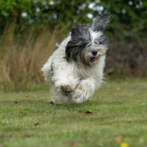 DOG. Polish Lowland Sheepdog, running in a garden DOG. Polish Lowland Sheepdog, running in a garden