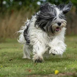 DOG. Polish Lowland Sheepdog, running in a garden DOG. Polish Lowland Sheepdog, running in a garden