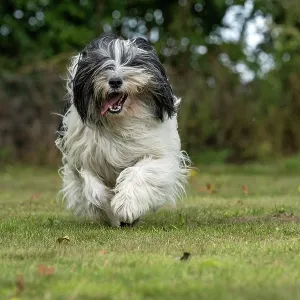 DOG. Polish Lowland Sheepdog, running in a garden DOG. Polish Lowland Sheepdog, running in a garden