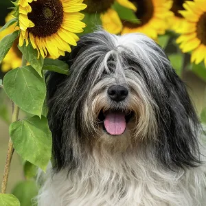 DOG. Polish Lowland Sheepdog, sitting with sunflowers DOG. Polish Lowland Sheepdog, sitting with sunflowers