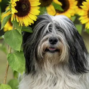 DOG. Polish Lowland Sheepdog, sitting with sunflowers DOG. Polish Lowland Sheepdog, sitting with sunflowers