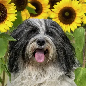 DOG. Polish Lowland Sheepdog, sitting with sunflowers DOG. Polish Lowland Sheepdog, sitting with sunflowers