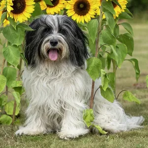 DOG. Polish Lowland Sheepdog, sitting with sunflowers DOG. Polish Lowland Sheepdog, sitting with sunflowers