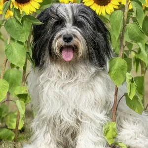 DOG. Polish Lowland Sheepdog, sitting with sunflowers DOG. Polish Lowland Sheepdog, sitting with sunflowers