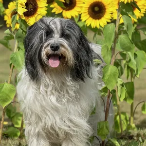 DOG. Polish Lowland Sheepdog, sitting with sunflowers DOG. Polish Lowland Sheepdog, sitting with sunflowers
