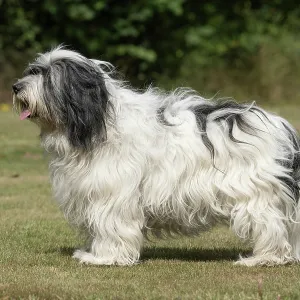 DOG. Polish Lowland Sheepdog, standing DOG. Polish Lowland Sheepdog, standing