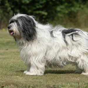 DOG. Polish Lowland Sheepdog, standing DOG. Polish Lowland Sheepdog, standing