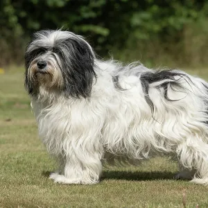 DOG. Polish Lowland Sheepdog, standing DOG. Polish Lowland Sheepdog, standing