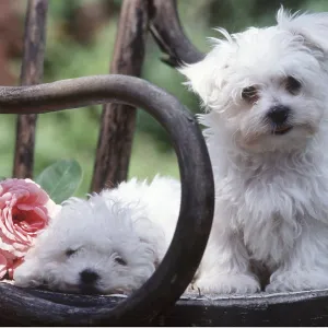 DOG - Poodle Puppies x two, with pink roses on chair DOG - Poodle Puppies x two, with pink roses on chair