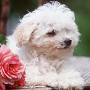 DOG - Poodle puppy close-up sitting on chair with pink rose DOG - Poodle puppy close-up sitting on chair with pink rose