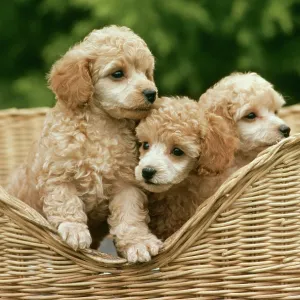 Dog - Poodle toy puppies in basket Dog - Poodle toy puppies in basket