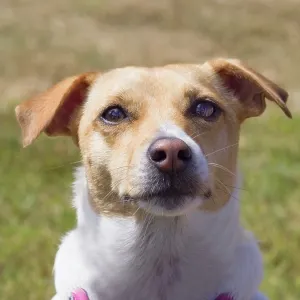 Dog, portraits, show Dog, portraits, show