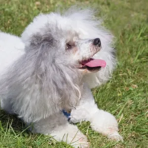 Dog, portraits, show Dog, portraits, show