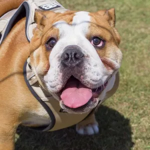 Dog, portraits, show Dog, portraits, show