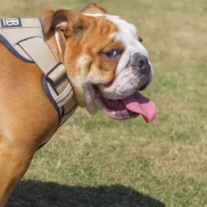 Dog, portraits, show Dog, portraits, show