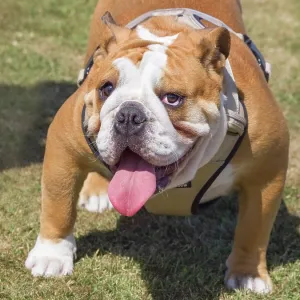 Dog, portraits, show Dog, portraits, show