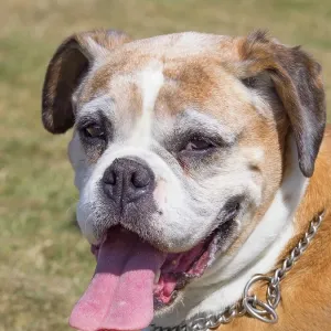 Dog, portraits, show Dog, portraits, show