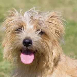 Dog, portraits, show Dog, portraits, show
