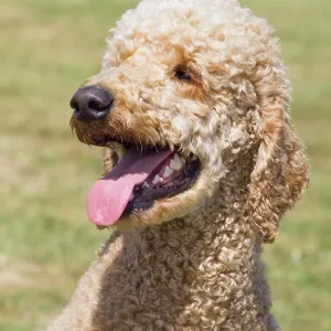 Dog, portraits, show Dog, portraits, show