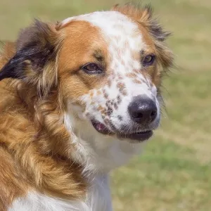 Dog, portraits, show Dog, portraits, show