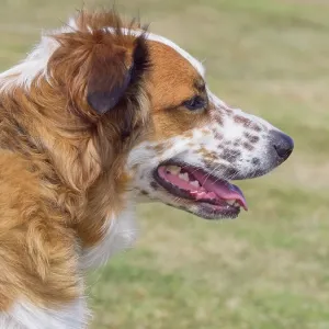 Dog, portraits, show Dog, portraits, show