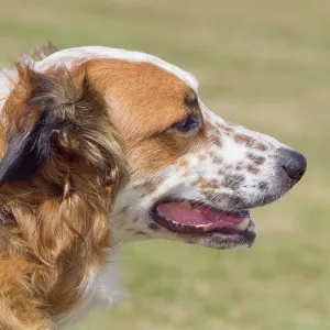 Dog, portraits, show Dog, portraits, show