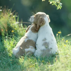 DOG - puppies x two Best Friends DOG - puppies x two Best Friends