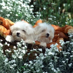 DOG - puppies x two in meadow flowers with bowl DOG - puppies x two in meadow flowers with bowl