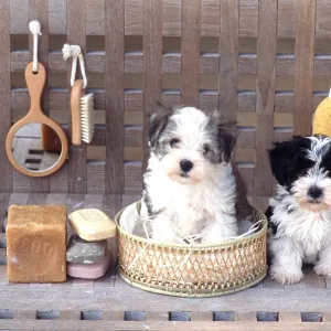 DOG - puppies x two sitting in bathroom DOG - puppies x two sitting in bathroom