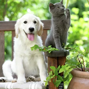 Dog - Retriever puppy sitting with grey kitten Dog - Retriever puppy sitting with grey kitten