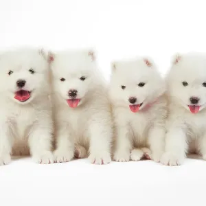 Collections: Cute Puppies By John Daniels