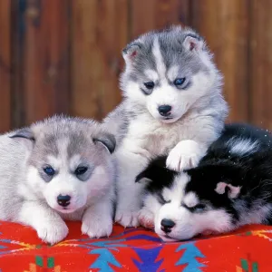 Dog - Siberian Husky three puppies lying on blanket Dog - Siberian Husky three puppies lying on blanket