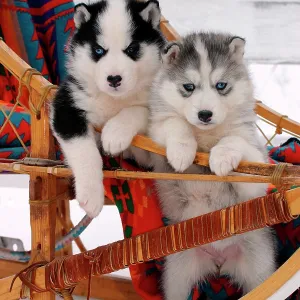 Dog - Siberian Husky two puppies in sled, watching Dog - Siberian Husky two puppies in sled, watching
