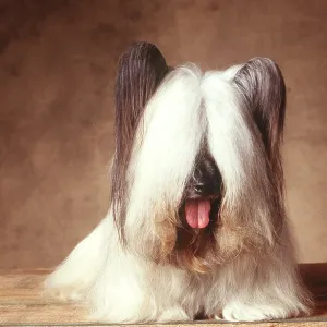 DOG - SKYE TERRIER DOG - SKYE TERRIER