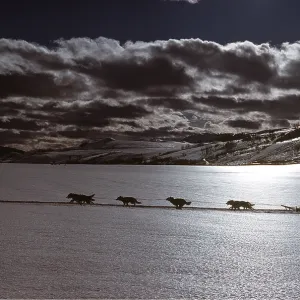 DOG - sledge racing DOG - sledge racing