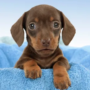 : Cute Puppies By John Daniels