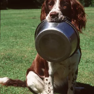 Dog - Spaniel with bowl held in mouth Dog - Spaniel with bowl held in mouth