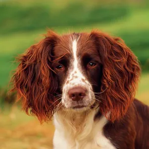 Dog - Springer Spaniel Dog - Springer Spaniel