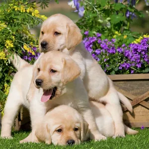 Dog - Yellow Labrador puppies Dog - Yellow Labrador puppies