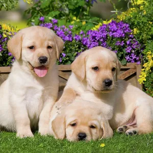 Dog - Yellow Labrador puppies Dog - Yellow Labrador puppies