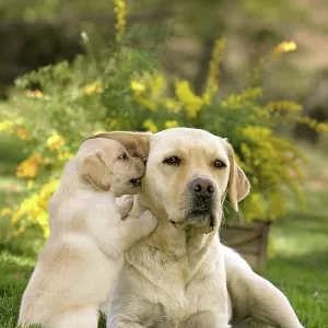 Dog - Yellow Labrador puppy playing with parent Dog - Yellow Labrador puppy playing with parent